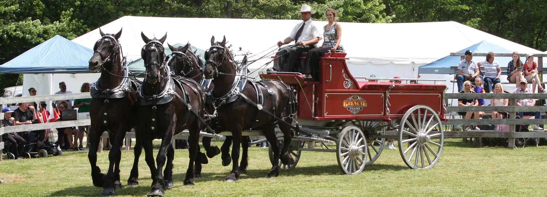 Horse Hitch Demonstrations at Schomberg Fair