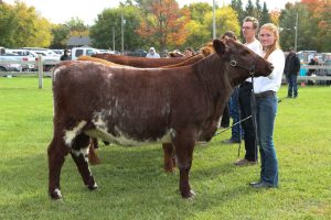 Elmvale Fall Fair - livestock shows